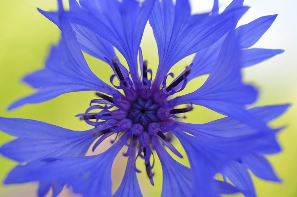 Grab Everyone’s Attention by Using Color Copies